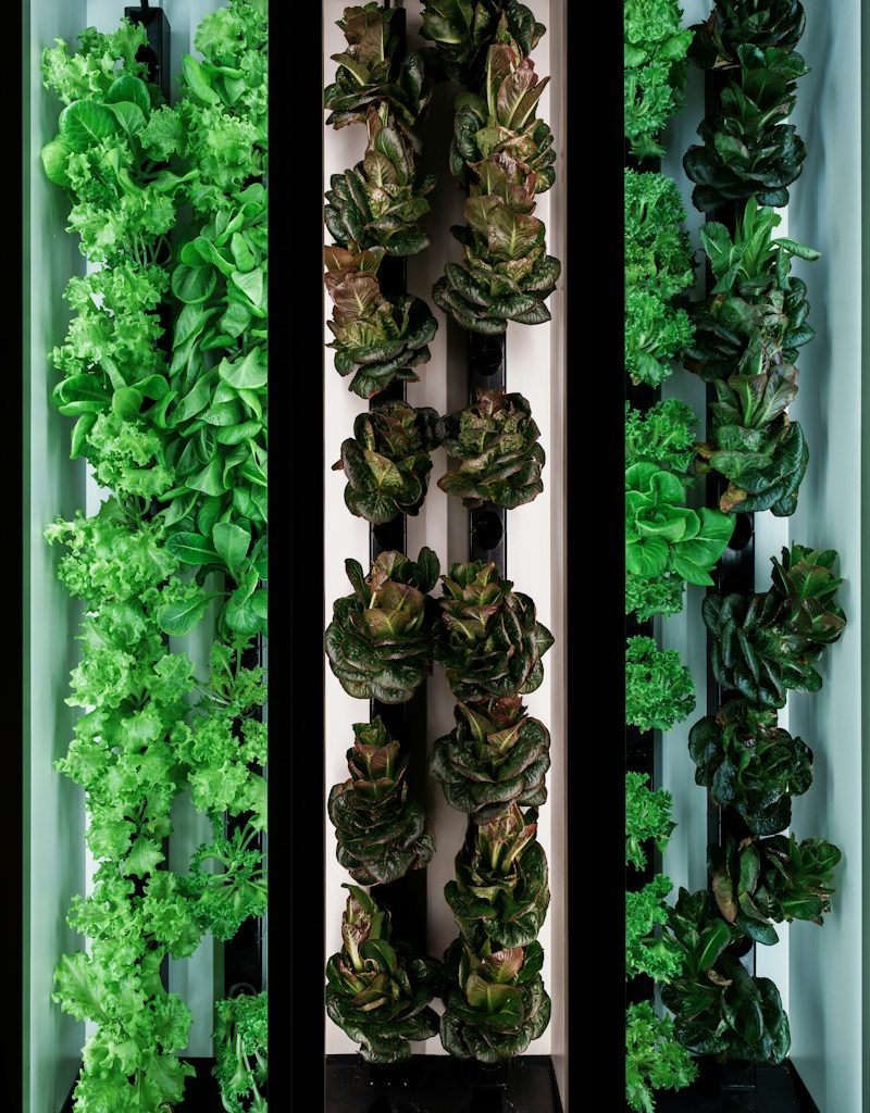 Vertical farm growing various leafy green plants