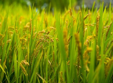 Golden rice stalks growing in a lush green field under soft sunlight