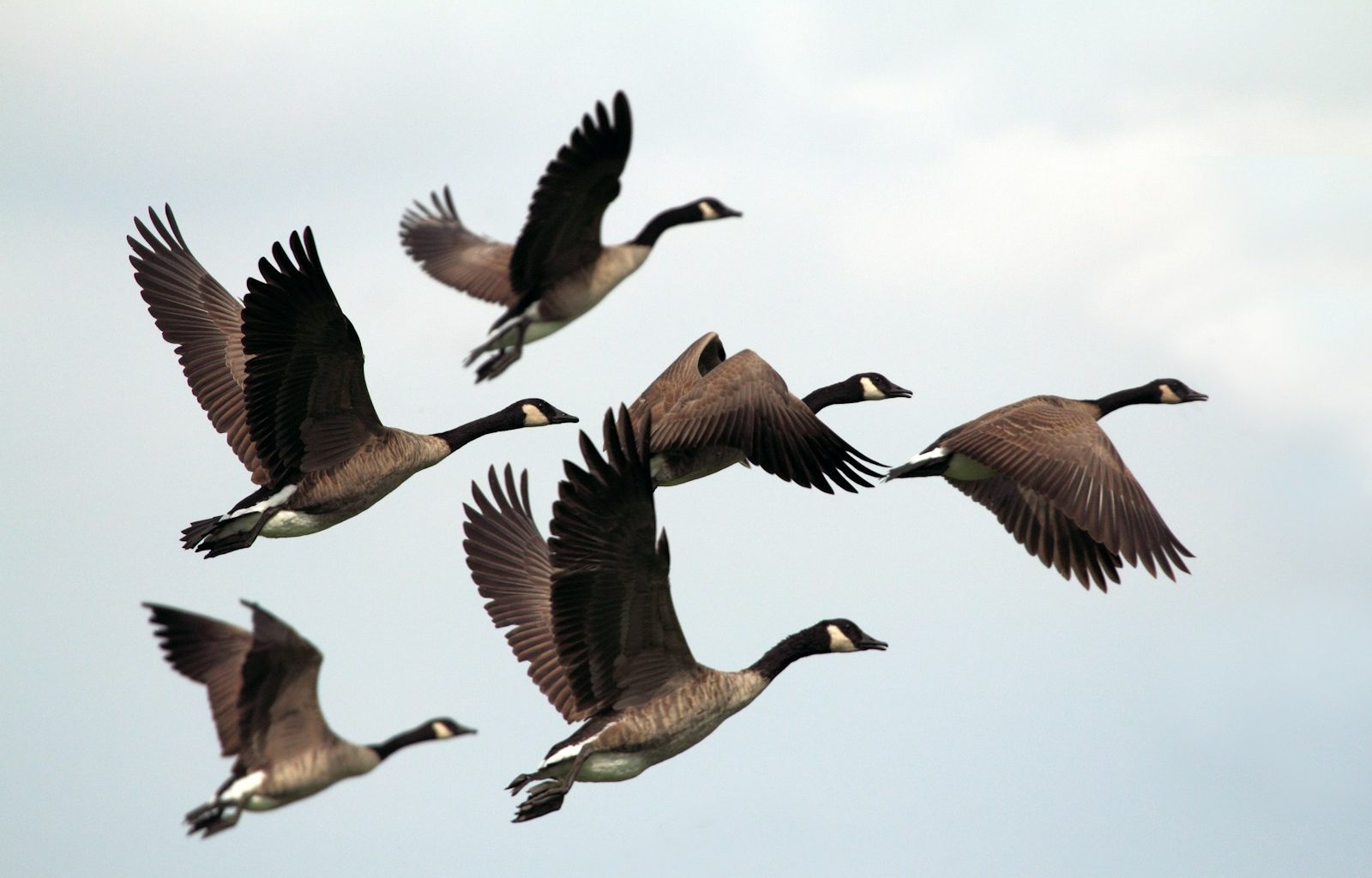 A flock of Canada geese flying in formation against a pale sky