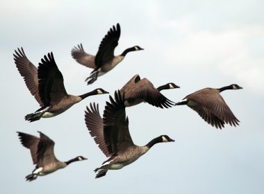 A flock of Canada geese flying in formation against a pale sky