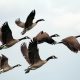A flock of Canada geese flying in formation against a pale sky